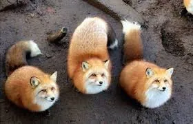 kitsune.jpg