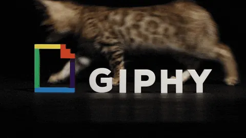 giphy.gif