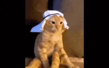 18_22_48_halalcatvideo.gif