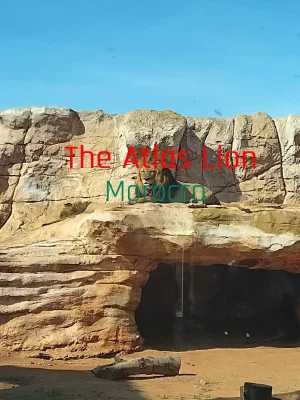 the-atlas-lion-morocco.jpg