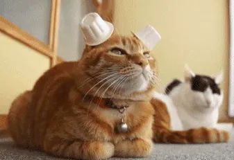 gif-chat-chapeau-oreilles.gif