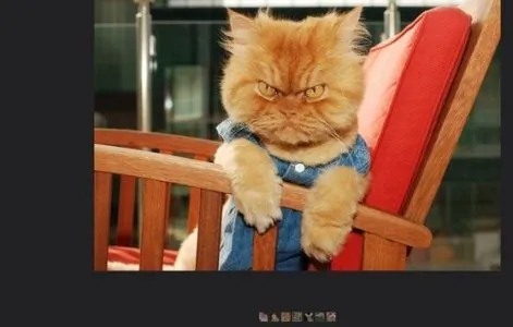 1444x920_garfi-chat-star-web-air-tres-colere.jpeg