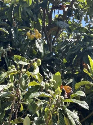 IMG_6403.jpeg