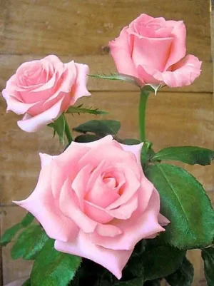 rose-rose-noblesse-tg[1].jpg