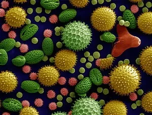 300px-Misc_pollen_colorized.jpg