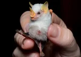 chauvesouris.jpg