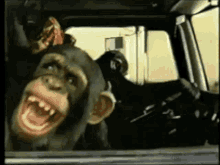 monkeys-apes.gif