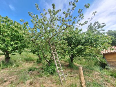cerises 2025 cabane.jpg