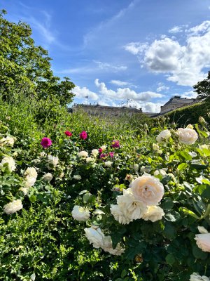IMG_0508.jpeg