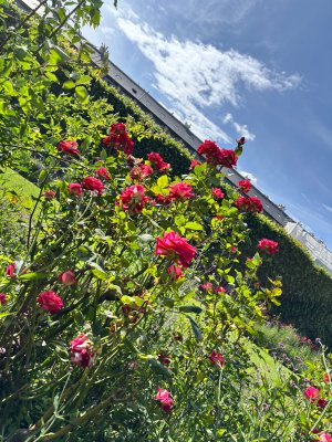 IMG_0506.jpeg