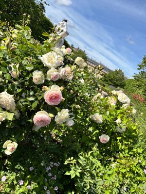 IMG_0505.jpeg