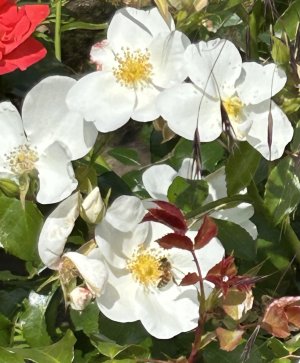 IMG_0827.jpeg