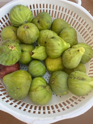 IMG_1949.jpeg