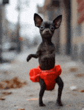 dancing-dog-chihuahua.gif