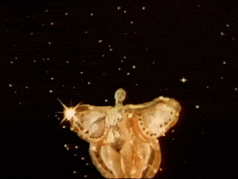 giphy-downsized.gif