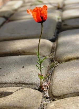 IMG_1553.jpeg
