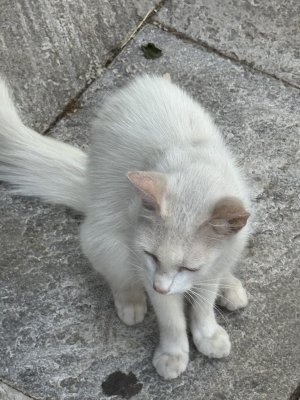IMG_2230.jpeg