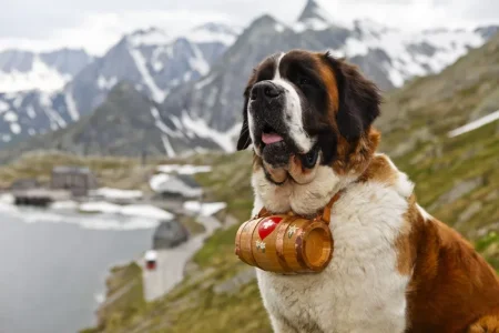 st-bernard-dog-min.webp