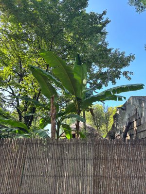 IMG_3676.jpeg