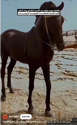 moulay-abdellah-amghar-2.png