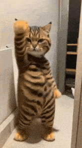 cat-dance-slow-dance.gif