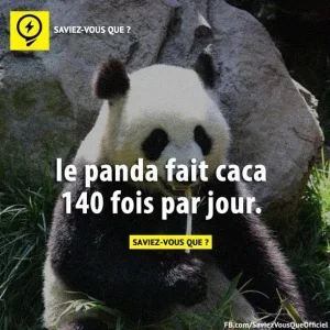 panda.png