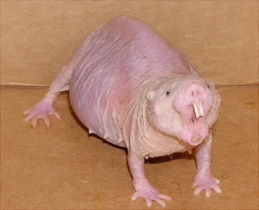 rat-taupe-nu.jpg