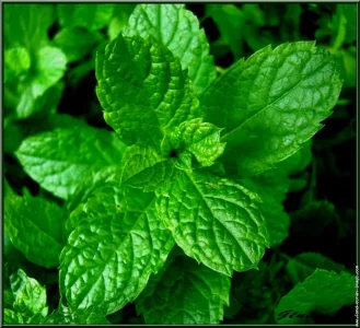 menthe.jpg
