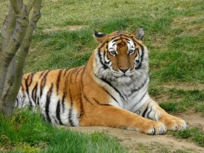 1309539-Tigre.jpg