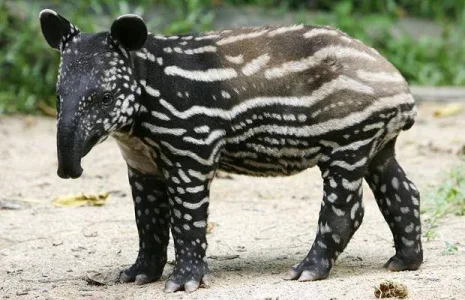 tapir-1.jpg