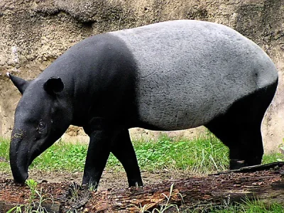tapir-2.jpg