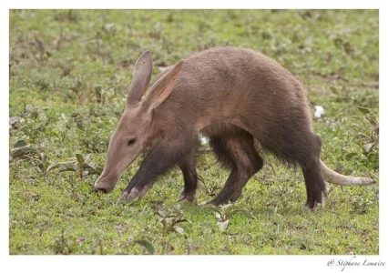 orycterope.jpg