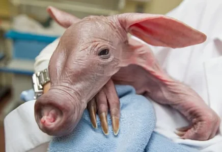 Aardvark-635x437.jpg