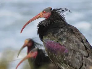 Ibis Chauve.jpg