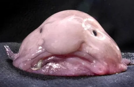 article_blobfish.jpg