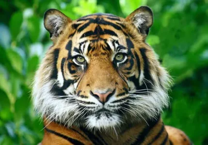 tigre_sumatracc01.jpg