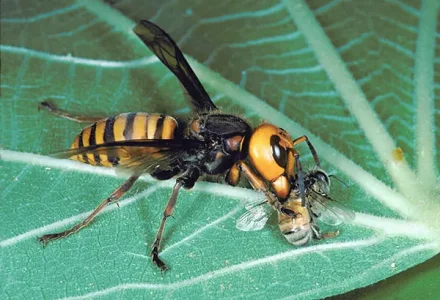 vespa-mandarinia vs Abeille.jpg