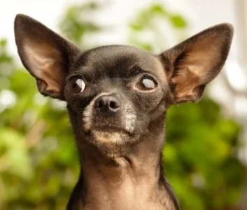 black-chihuahua.jpg