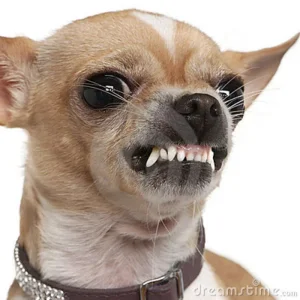 close-up-angry-chihuahua-growling-2-years-old-15126199.jpg