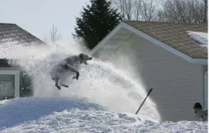 Winter-dog.jpg