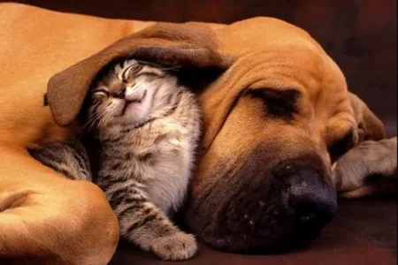 tendresse-tendresse-animal-big.jpg
