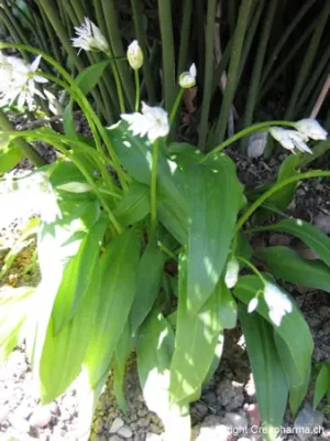 ail-des-ours-plante.jpg