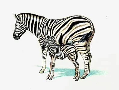 1003152-Zèbre.jpg