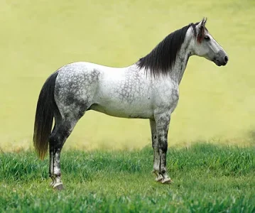 435px-Mangalarga_Marchador_Conformação.jpg