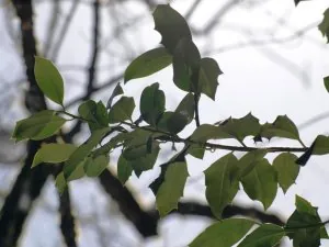 P1051823bis.jpg
