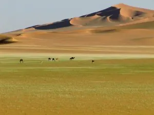 algérie82.jpg