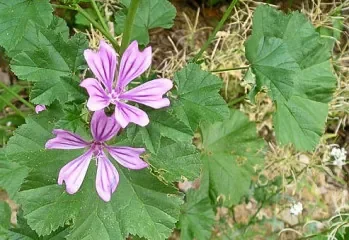 Fleurs-et-feuilles-de-mauve.jpg