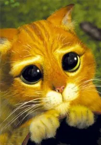the cat.jpg