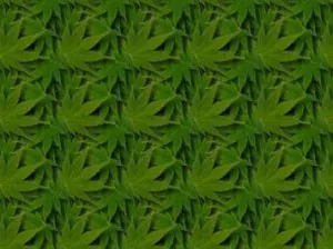 cannabis-1.jpg
