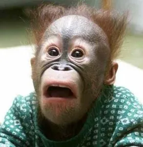 singe ahuri.jpg